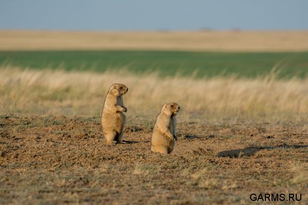 Охота на сурка июль 2014 г.(Челябинская область)