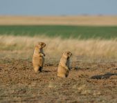 Охота на сурка июль 2014 г.(Челябинская область)