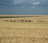 Охота на сурка июль 2014 г.(Челябинская область)