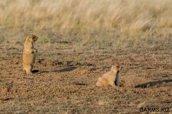 Охота на сурка июль 2014 г.(Челябинская область)