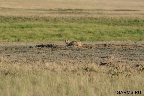 Охота на сурка июль 2014 г.(Челябинская область)