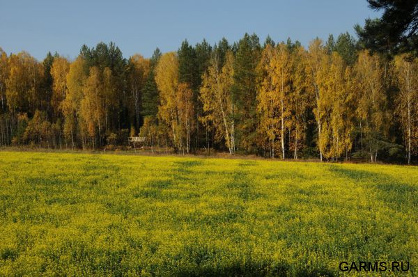 Охота на лося сентябрь 2014 г.(Челябинская область)