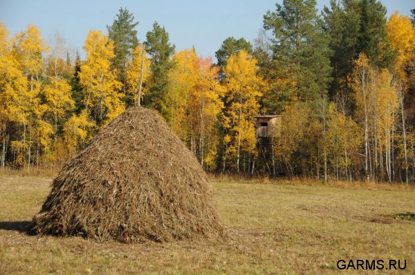 Охота на лося сентябрь 2014 г.(Челябинская область)
