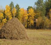 Охота на лося сентябрь 2014 г.(Челябинская область)