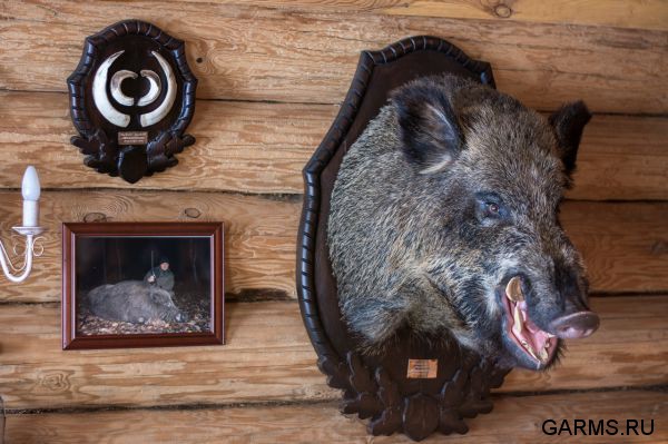 Охота на кабана январь 2015 г.(Челябинская область)