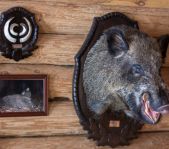 Охота на кабана январь 2015 г.(Челябинская область)