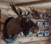 Охота на кабана январь 2015 г.(Челябинская область)