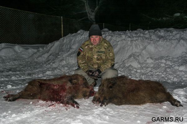 Охота на кабана январь 2015 г.(Челябинская область)