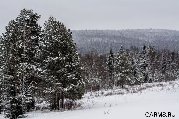 Охота на кабана январь 2015 г.(Челябинская область)