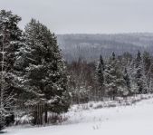 Охота на кабана январь 2015 г.(Челябинская область)