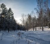 Охота на кабана январь 2015 г.(Челябинская область)