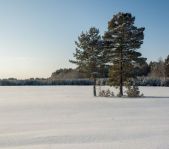 Охота на кабана январь 2015 г.(Челябинская область)