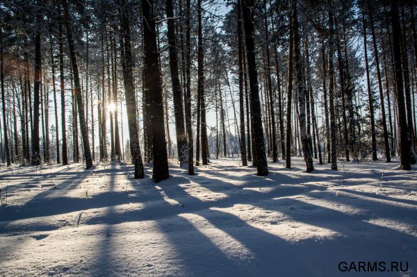 Охота на кабана январь 2015 г.(Челябинская область)