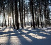 Охота на кабана январь 2015 г.(Челябинская область)