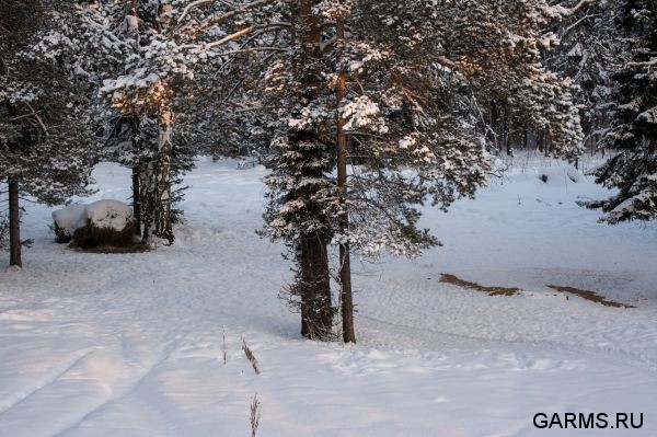 Охота на кабана январь 2015 г.(Челябинская область)
