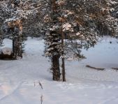 Охота на кабана январь 2015 г.(Челябинская область)