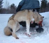 Закрытие зимней охоты февраль 2015 г. (Челябинская область)