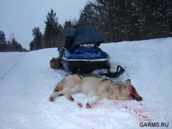 Закрытие зимней охоты февраль 2015 г. (Челябинская область)