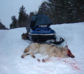 Закрытие зимней охоты февраль 2015 г. (Челябинская область)