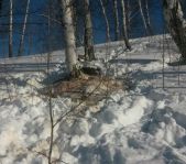 Закрытие зимней охоты февраль 2015 г. (Челябинская область)