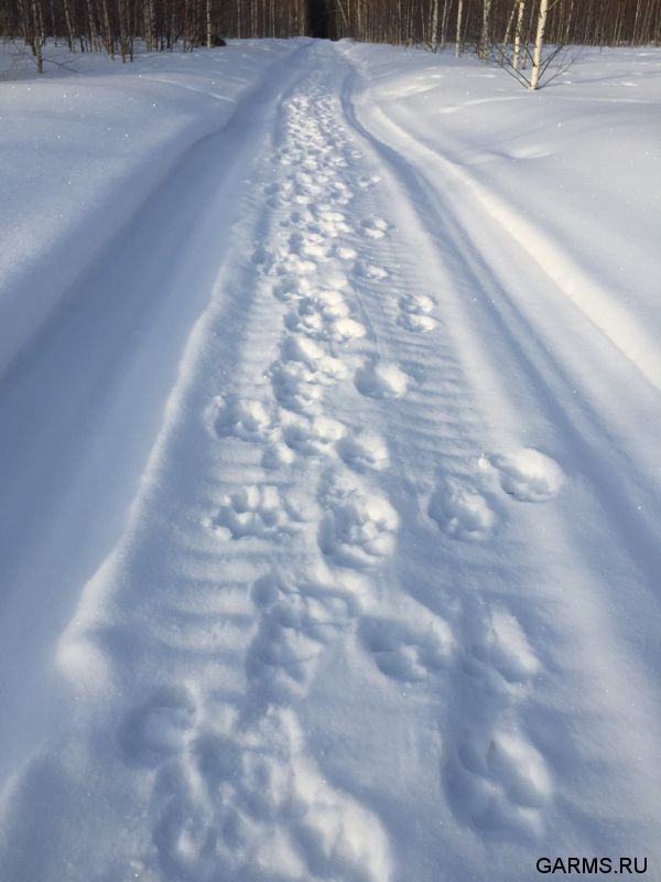 Закрытие зимней охоты февраль 2015 г. (Челябинская область)