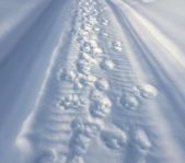 Закрытие зимней охоты февраль 2015 г. (Челябинская область)