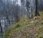 Охота на лося сентябрь 2015 г. (Челябинская область)