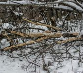 Открытие зимней охоты ноябрь 2015 г. (Челябинская область)