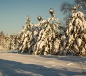 Охота на кабана январь-февраль 2016 г.(Челябинская область)