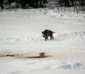 Охота на кабана январь-февраль 2016 г.(Челябинская область)