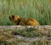 Охота на сурка июль 2016 г.(Челябинская область)