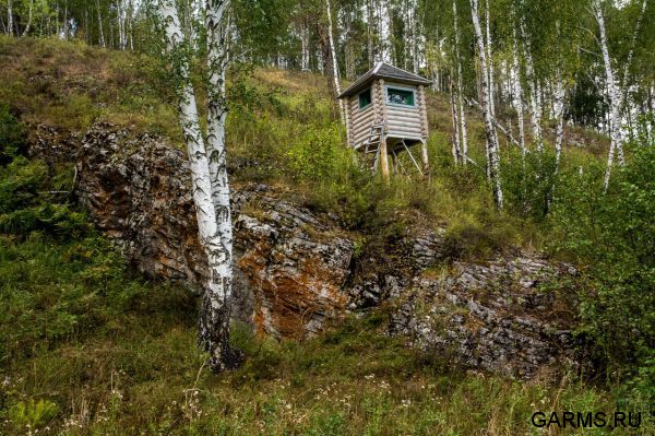 Охота на кабана август 2016 г. (Свердловская область)