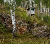 Охота на кабана август 2016 г. (Свердловская область)