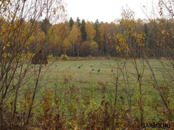 Осенняя охота сентябрь 2012 г.(Челябинская область)