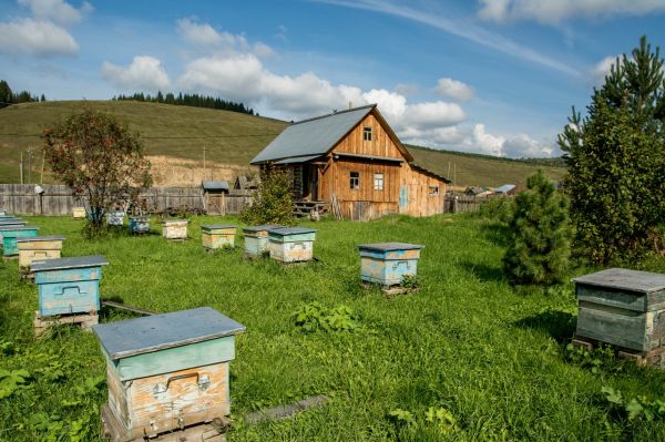 Осенняя охота август-октябрь 2020 г.