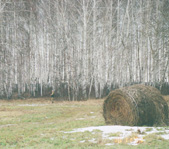 В лесу на номере