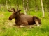 Природные заповедники - укрытие для лосей