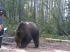 Необычное поведение медведей в Югре