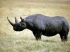 Охота на носорога - в Америке продана лицензия