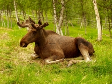 Природные заповедники - укрытие для лосей