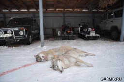 Охота на волка в Якутии