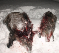 Охота на кабана в Удмуртии - браконьеры убили зверей прямо у кормушки