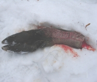 Незаконная охота на лося в Пермском крае