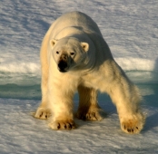 Открытие охоты на белого медведя на Чукотке