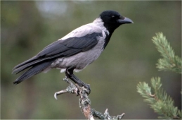 Охота в Тверской области на серых ворон открыта