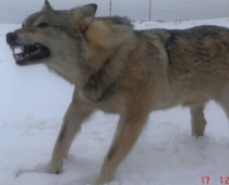 Охота в Швеции на волка может скоро стать реальностью