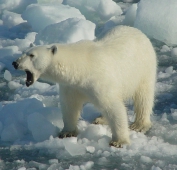 Охота на белого медведя - теперь полный запрет