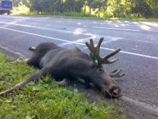 В Московской области произошло страшное ДТП на федеральной трассе "Урал"