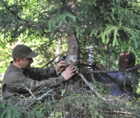 Фотоловушки ставят в охотничьих хозяйствах Новосибирской области
