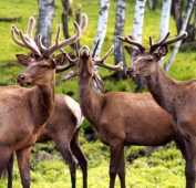 Сроки открытия охоты на Алтае подошли